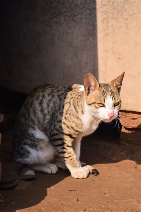 Arabian Mau: The Loving and Playful Street Cat
