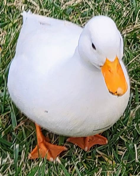 Image result for Duck Number Code in Python Using Count