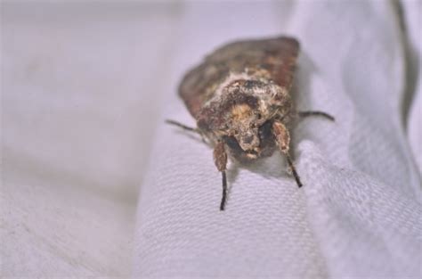 Image result for Cloth Moth Control