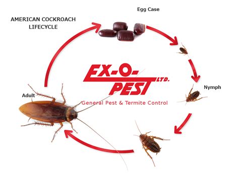 American Cockroach Life Cycle