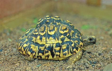 Image result for Tortoise Inside Shell