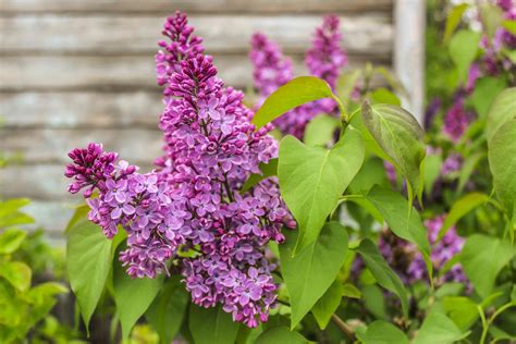 17 Fast-Growing Shrubs for Privacy Hedges