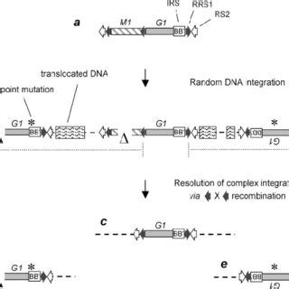 Image result for Complex Pattern Integration