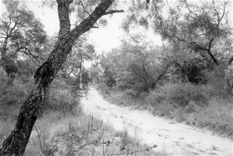 Image result for Vegetative Area. Examples