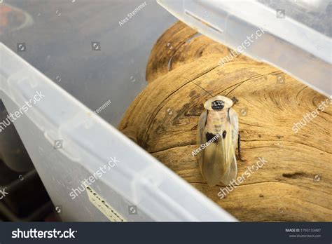 Image result for Large Cockroach