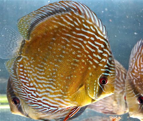 Image result for Discus Tropical Fish