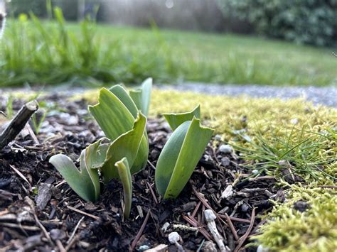 Episode 104: Rabbit and Deer Resistant Plants - Valley Nursery Inc.