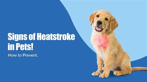 Signs of Heatstroke in Pets & How to Prevent | Zigly