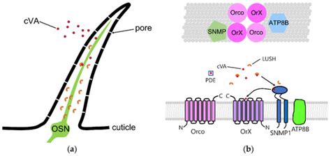 Recent Insights into Insect Olfactory Receptors and Odorant-Binding ...