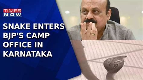 Snake Enters BJP Office In Bommai's Shiggaon Constituency Amid Counting ...
