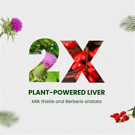 Himalayan Organics Berberis Aristata Berberine 95% with Milk Thistle f ...