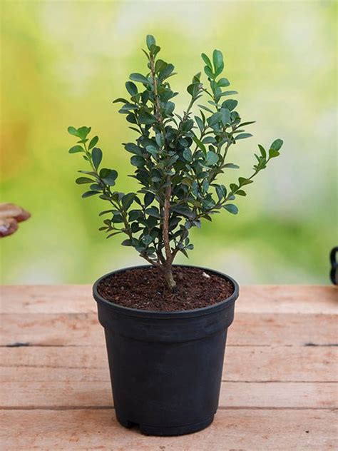 Buy Buxus Microphylla Japonica - Plant online from Nurserylive at ...