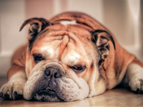 The British Bulldog | Meer