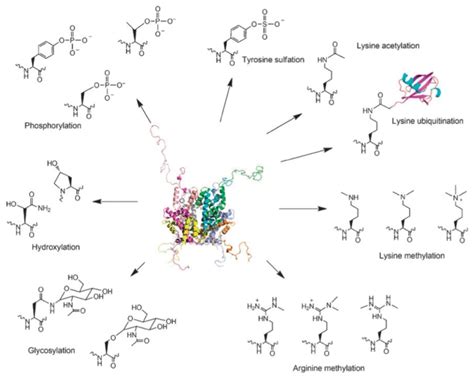 Image result for Methylation Reaction in Post Translational Modification