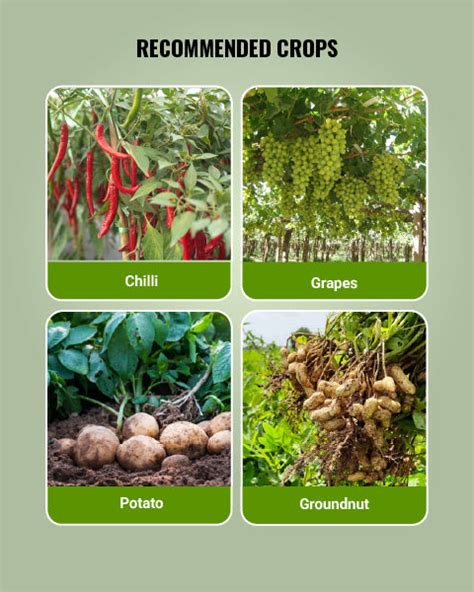 Buy Basf Cabrio Top Fungicide | Systemic & Contact Fungicide | BigHaat