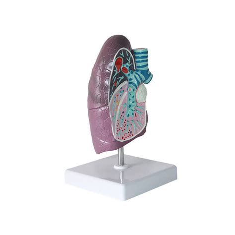 Buy Human Lung Model, Lung Anatomical Model, Lung Pathology Model, PVC ...