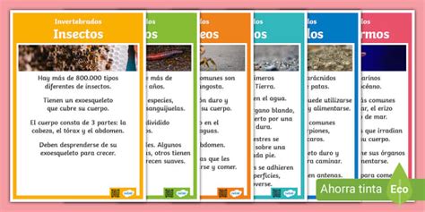 Póster: Animales Invertebrados (teacher made) - Twinkl