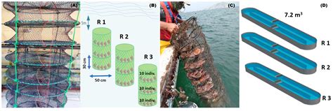 Reproductive Conditioning of the Peruvian Scallop Argopecten purpuratus ...