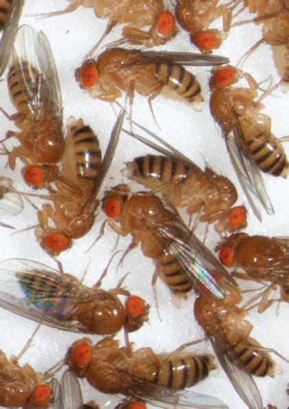 The Little Fruit-fly and Big Climate Change