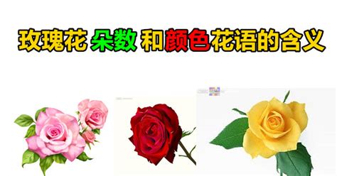 玫瑰花朵数和颜色花语的含义