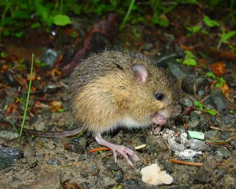 Image result for Mouse Facts