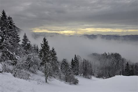 Forest Landscape High Resolution 的图像结果