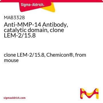 Anti-MMP-14 Antibody, catalytic domain, clone LEM-2/15.8 clone LEM-2/15 ...