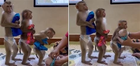 Monkeys wearing diapers video goes viral: Watch