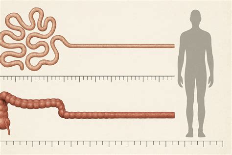 Where Are Your Intestines Located? Understanding the Small and Large Intestine, Their Functions ...
