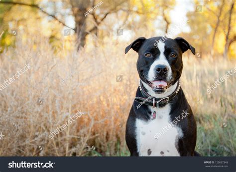Pitbull Noir Et Blanc