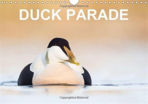 Buy Duck Parade 2017: Excellent Photographs of 12 Duck Species ...