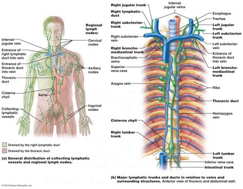 Image result for Lymphatic Trunks Function Diagram