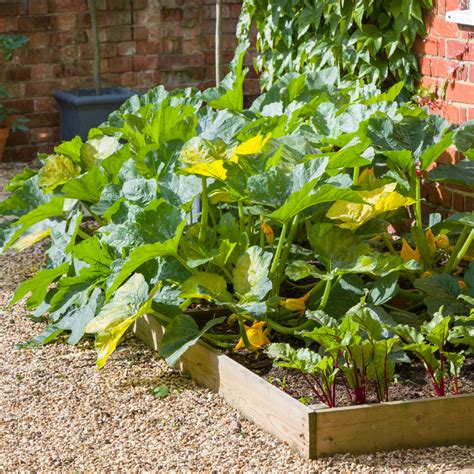 Companion Plants For Squash