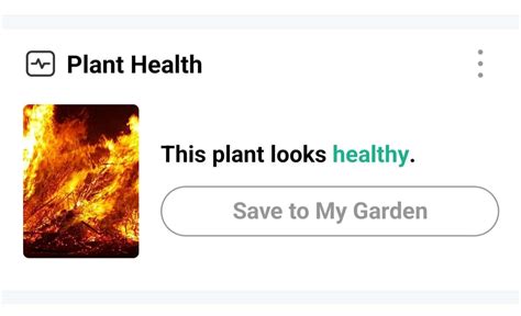 Edible Plant Identification App 的图像结果