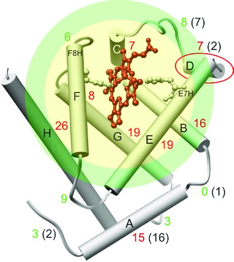 Image result for Normal Hemoglobin Structure