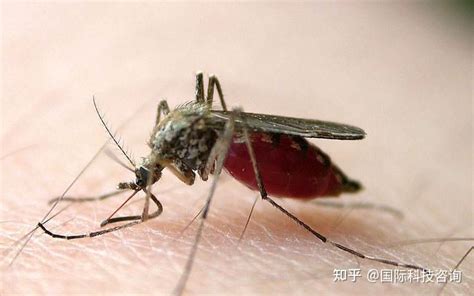 科普丨怀孕的蚊虫如果找不到水产卵，会怎么样......-巩固国家卫生城市专题-宁国市人民政府