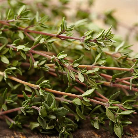 Buy Thyme Extract (Water Soluble) in 1Kg, 5Kg at Wholesale Prices ...