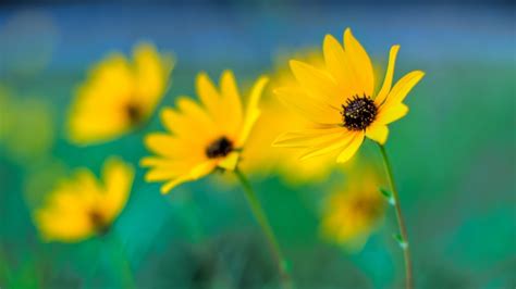 #997571 green, flowers, plants, yellow flowers - Rare Gallery HD Wallpapers