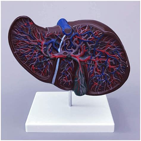 Buy Anatomy Model, Educational Dolls Medical Anatomical Liver Model ...