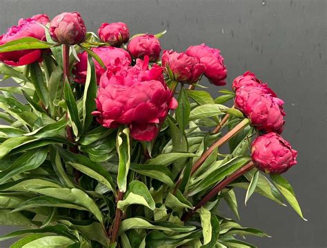 Should You Deadhead Peonies? Expert Advice on Benefits of Removing ...