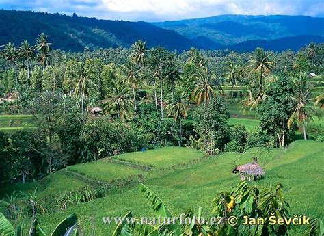 Bali - JungleKey.in Image #350