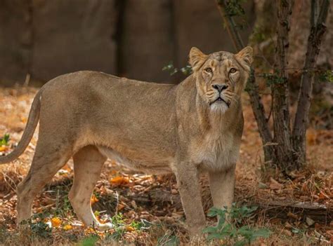 List of Mammals | Bhagwan Birsa Biological Park, Ranchi