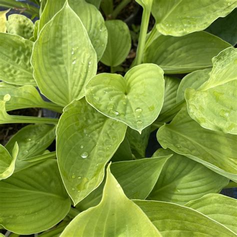Sum And Substance Hosta