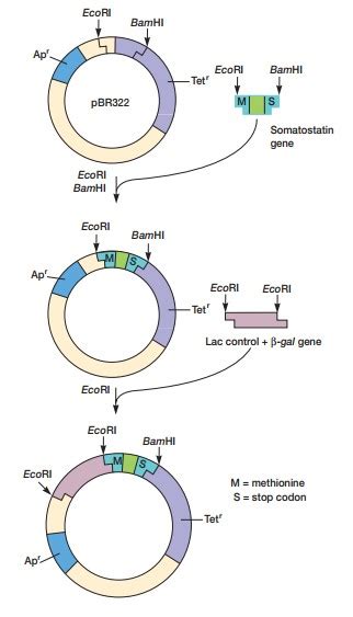 Comment Reprogrammer ADN 的图像结果