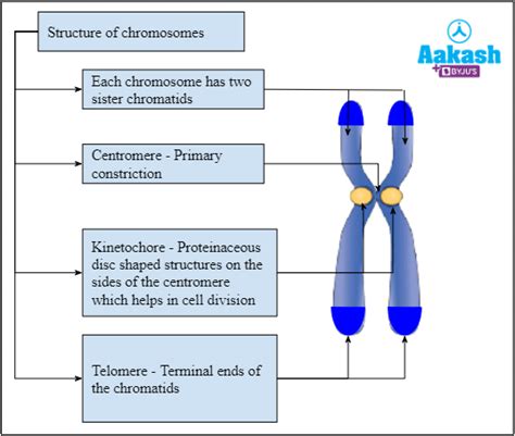 Eukaryotic Cells: Discovery, Location, Structure and Functions of ...