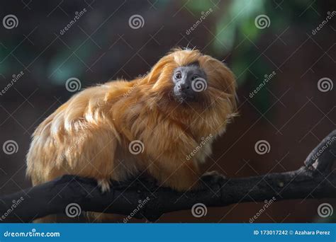 The Golden Lion Tamarin Also Known As the Golden Marmoset Stock Photo ...