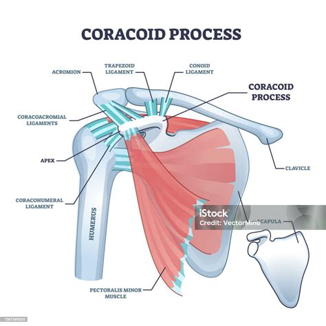 Scapula Coracoid Process