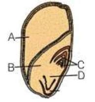 Identify A,B, C and D in the given figure showing L.S of a monocot seed ...