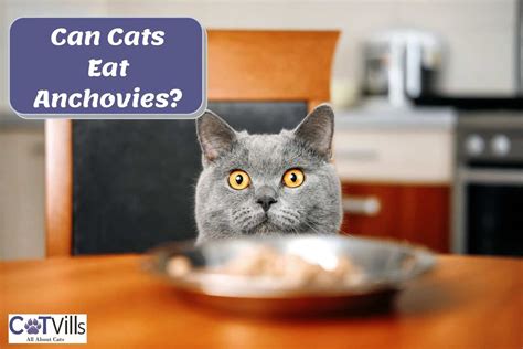 Can Cats Eat Anchovies? 7 Reasons Why They Should - can babies eat anchovies