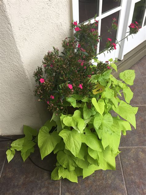 Caroline Wrens: Deep in the Floral Jungle - Feathers and Fuzz